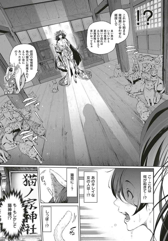 【エロ漫画】(1/4話)数百年に一度の発情期で眷属の猫たちが勧める男に子作りを手伝ってもらおうとする爆乳の猫又…肉体から発する匂いだけで絶頂してしまい何とか自我を保ちつつ孕むまで何度も激しい中出しセックス【すずはねすず:ボーイミーツにゃーゴッド またたびホワイト】